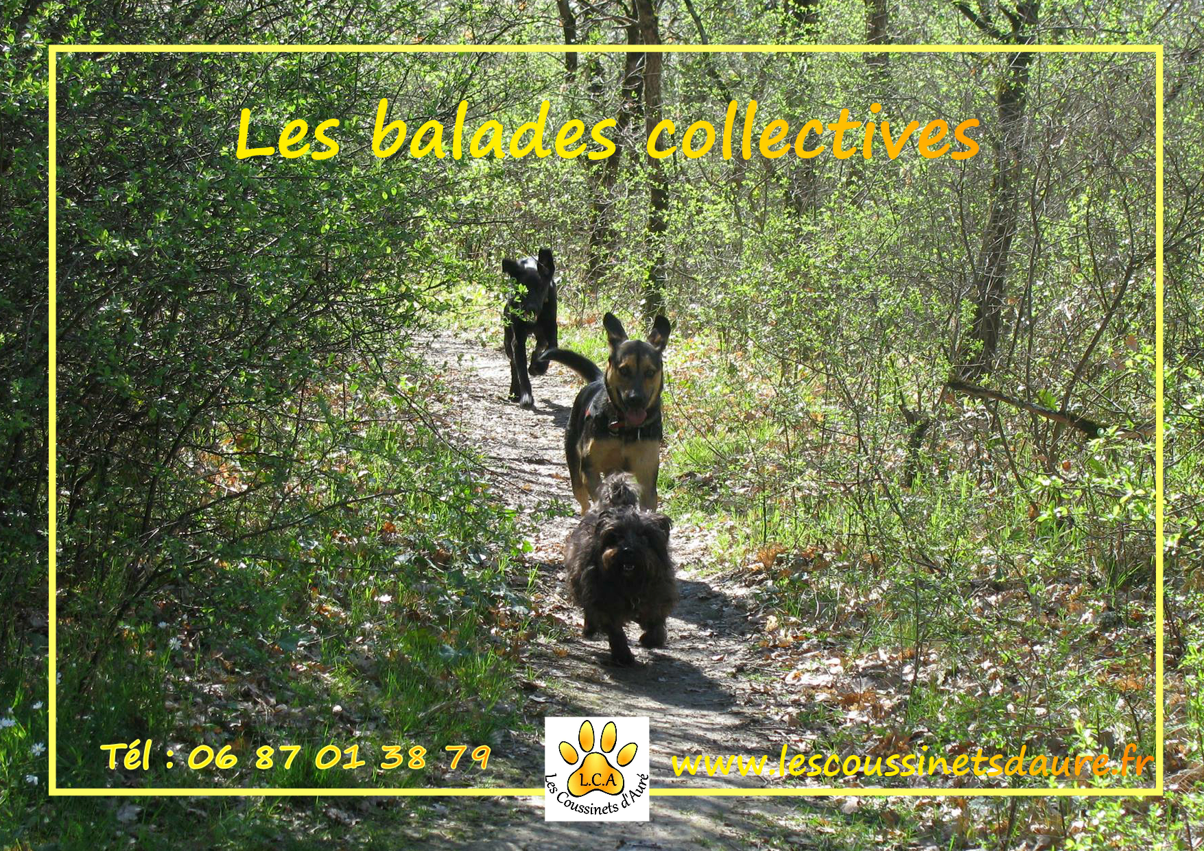 balades collectives pour votre chien